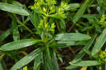 Bushy St. Johnswort